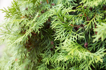 Thuja occidentalis
