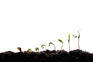 wzrost roślin - rozwój biznesu i osobisty - młode roślinki rosnące w słońcu