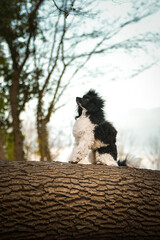 Poodle is sitting on the log in forest. It is autumn portret.