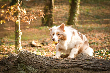 Naklejka na ściany i meble Australian shepherd is running in the leaves in the forest. Autumn photoshooting in park.