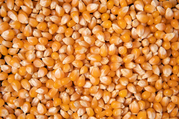 close-up of organic yellow corn seed or maize Full-Frame Background. Top View