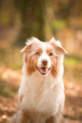 Australian shepherd is sitting in the forest. It is autumn portret.