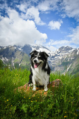 Portrait of border collie is sitting in austria nature near to glossglockner.