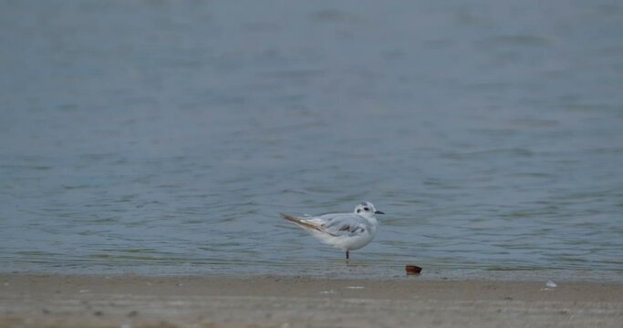 Little gull or Larus minutus bird in the river