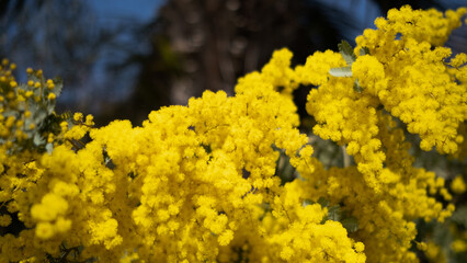 yellow flowers in spring