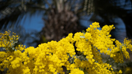 yellow flowers