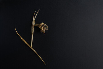 interior composition of dry flower on black background.