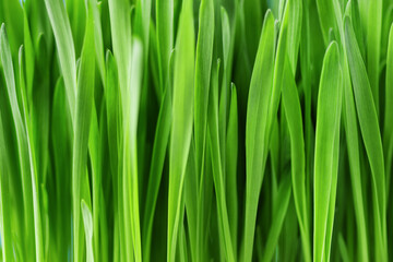 Fototapeta na wymiar Green grass texture. Spring nature background.