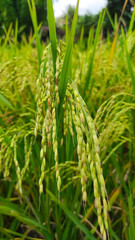 Abstract Defocused rice that is starting to turn yellow and ready to harvest in the Cikancung area, Indonesia