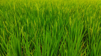 Obraz premium Abstract Defocused rice that is starting to turn yellow and ready to harvest in the Cikancung area, Indonesia