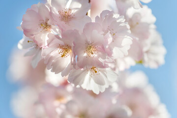 zart rosa blühende Kirschblüten, Frühlingsboten und Symbol der Vergänglichkeit.