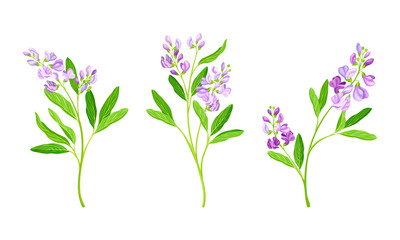 Fototapeta na wymiar Pink wildflowers set. Blooming Sally plant vector illustration