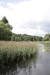rice field and river