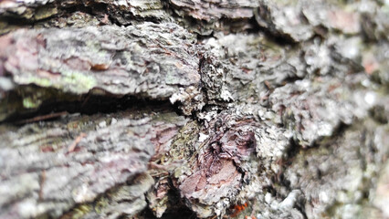 Blur photo of fallen tree bark in Cikancung area, Indonesia