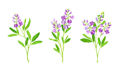 Fototapeta na wymiar Meadow plant with pink flowers set vector illustration