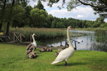 Swans on the lake shore. Swan family on the lake shore in summer. White swans with small grey swans. A family of swans in nature. Wild birds.