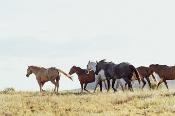 Group of wild horses galloping on a mountainside meadow in rural Texas