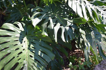 Big green leaves of Swiss cheese plant or split-leaf philodendron (Monstera deliciosa) © furiarossa