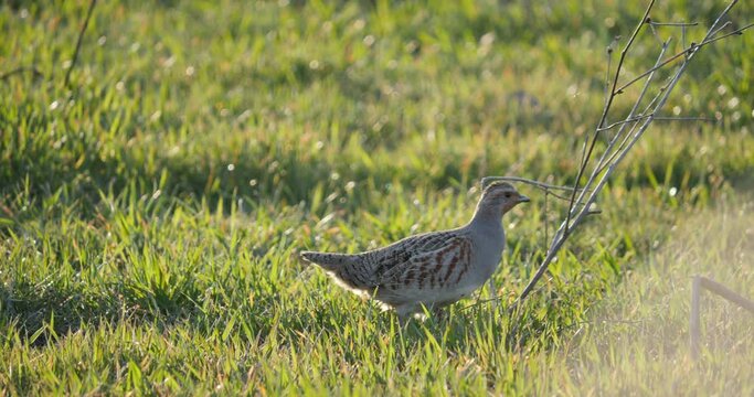 Wild Partridge filmed in its natural environment.