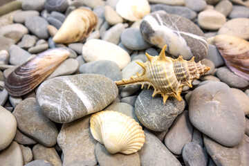 Summer. Seashells, rocks, seashore.
Close-up concept, background, design.