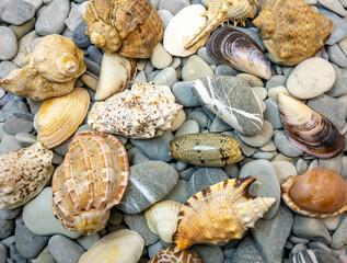 Summer. Seashells, rocks, seashore.
Close-up concept, background, design.