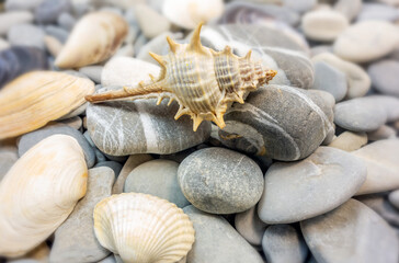 Summer. Seashells, rocks, seashore.
Close-up concept, background, design.