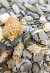 Summer. Seashells, rocks, seashore.
Close-up concept, background, design.
