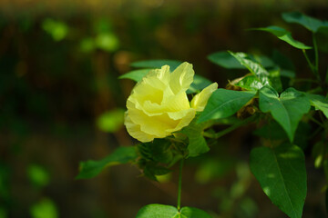 Take a close-up shot of a yellow flower.