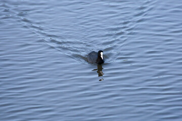 Closeup of an Eurasian coot in a lake