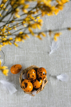 Easter quail eggs on a gray background