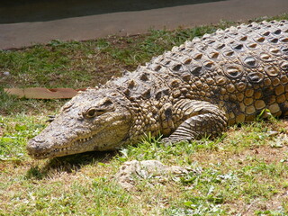 Crocodile on the grass