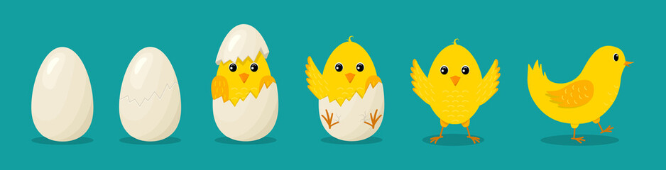 Chicken from egg. Easter chickens. Chick hatch from cracked egg. Cute birds with character. Yellow easter baby birds isolated. Newborn chicken with step of progress. Cartoon farm. Vector - obrazy, fototapety, plakaty