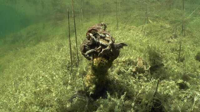 Underwater footage of Common toad (Bufo bufo) during breeding time.