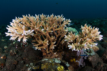 Amazing coral reefs at the famous Liberty ship wreck. Underwater world of Tulamben, Bali, Indonesia.