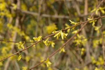 Weeping forsythia