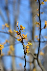 Japanese Witch Hazel Zuccariniana