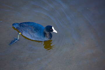 Closeup of an Eurasian coot in a lake