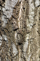 Common birch