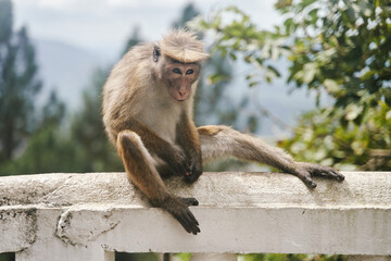 The monkey sits on a tree. Monkey in tropical forest vegetation. wildlife scene. High quality photo