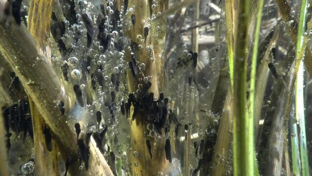 Common toad (Bufo bufo) tadpoles near the shallow edges of the lake.