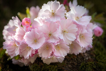 zarte rosa Kirschblüten wachsen direkt am Baumstamm der japanischen Zierkirsche.