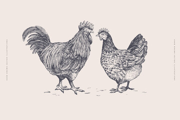 Fototapeta na wymiar Rooster and chicken. Hand-drawn retro picture with domestic birds in engraving style. Can be used for restaurant menu design, market packaging, and labels. Vector vintage illustration.