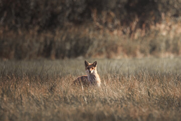 Red fox Vulpes vulpes in the meadow in search of food - the natural habitat of the fox - rural landscape, natural meadow, red predator