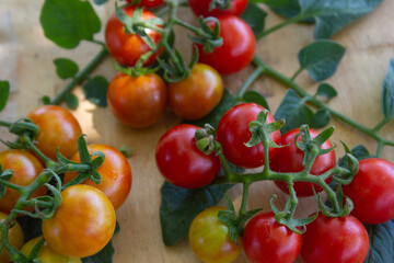 cherry tomatoes freshly picked red, orange and yellow organic  with fresh leaves on wooden table outdoors with copy space