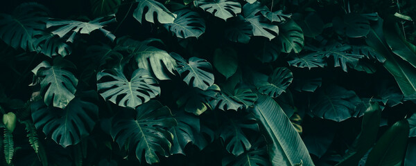 tropical leaves and dark nature background