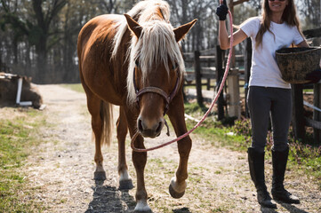 Majestic brown horse waking toward camera with beautiful woman holding it on a rope
