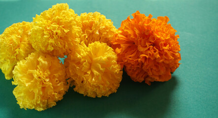 Yellow flowers of Marigold  isolated on green background.