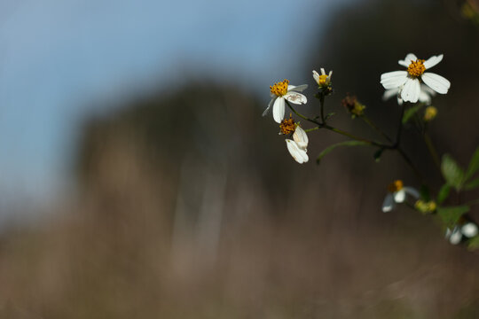 Growing bidens pilosa or black-jack in the sun