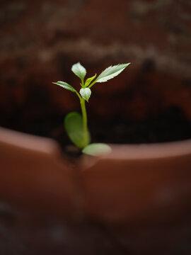 sprouted apple seed