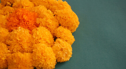 Yellow flowers of Marigold  isolated on green background.
